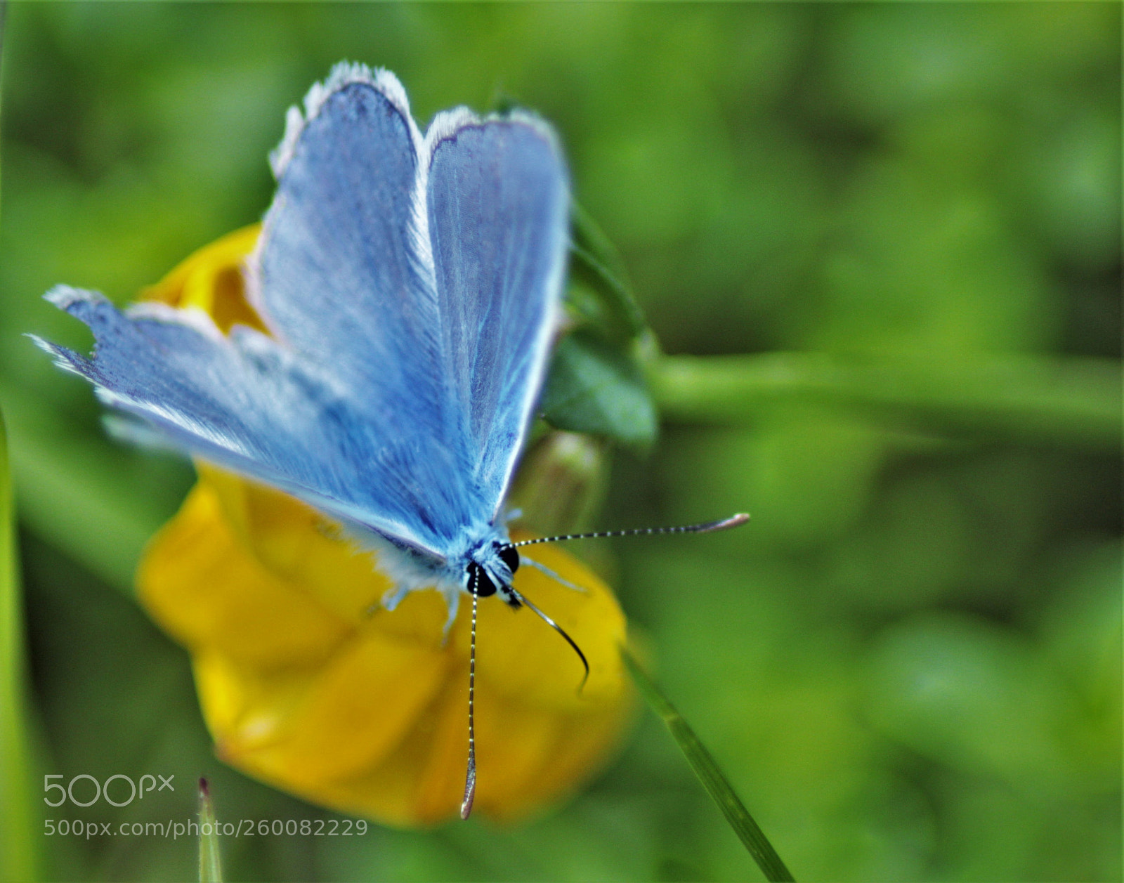 Canon EOS 1200D (EOS Rebel T5 / EOS Kiss X70 / EOS Hi) sample photo. Adonis blue photography