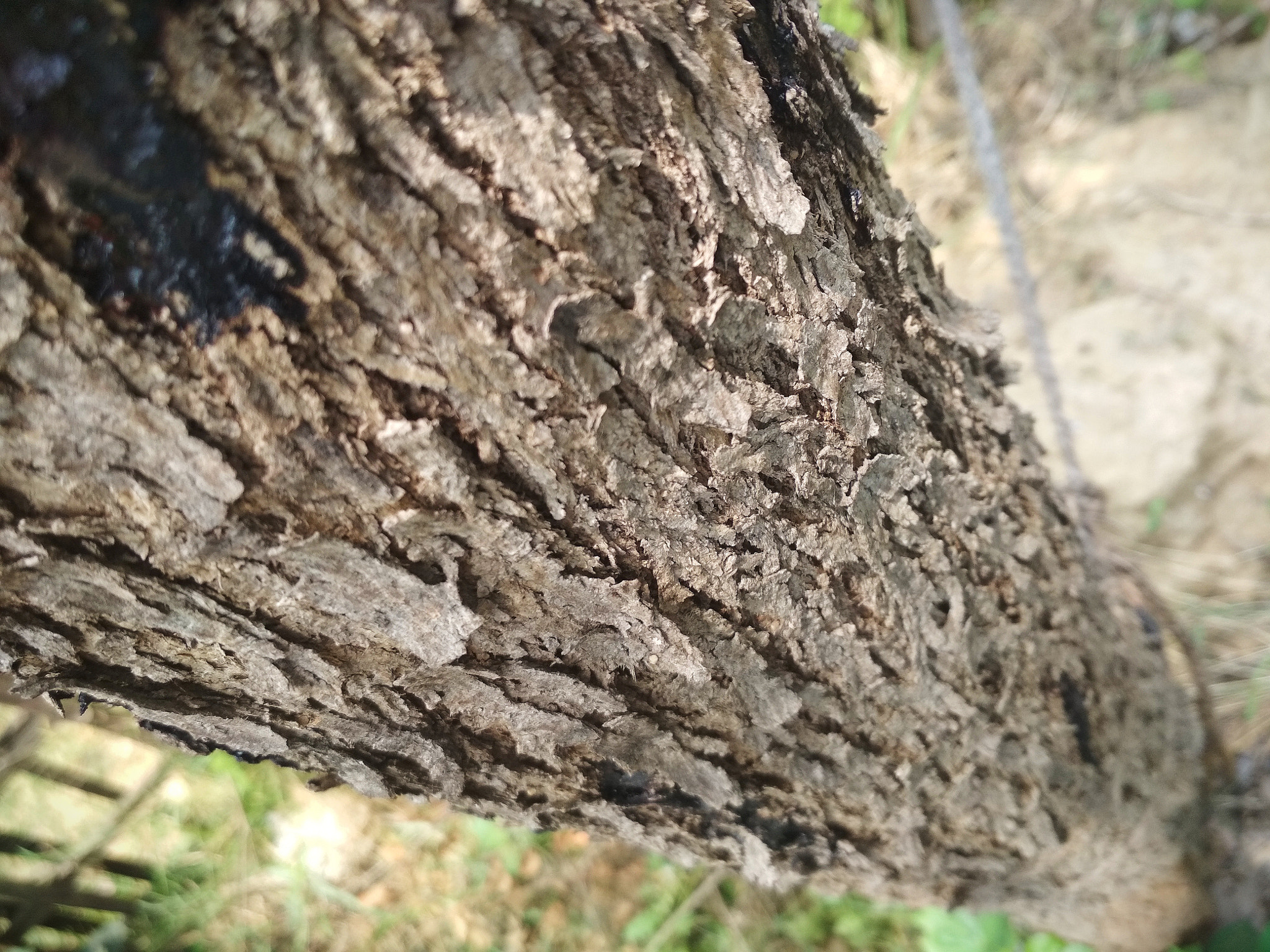Xiaomi Redmi 4 Pro sample photo