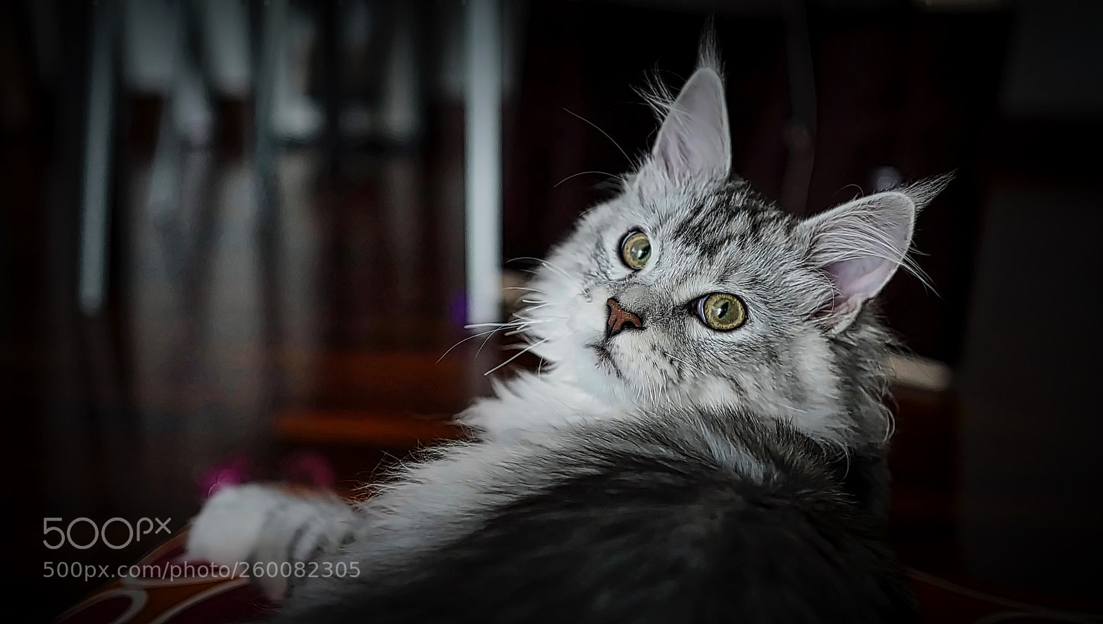 Leica Q (Typ 116) sample photo. Hey you! photography