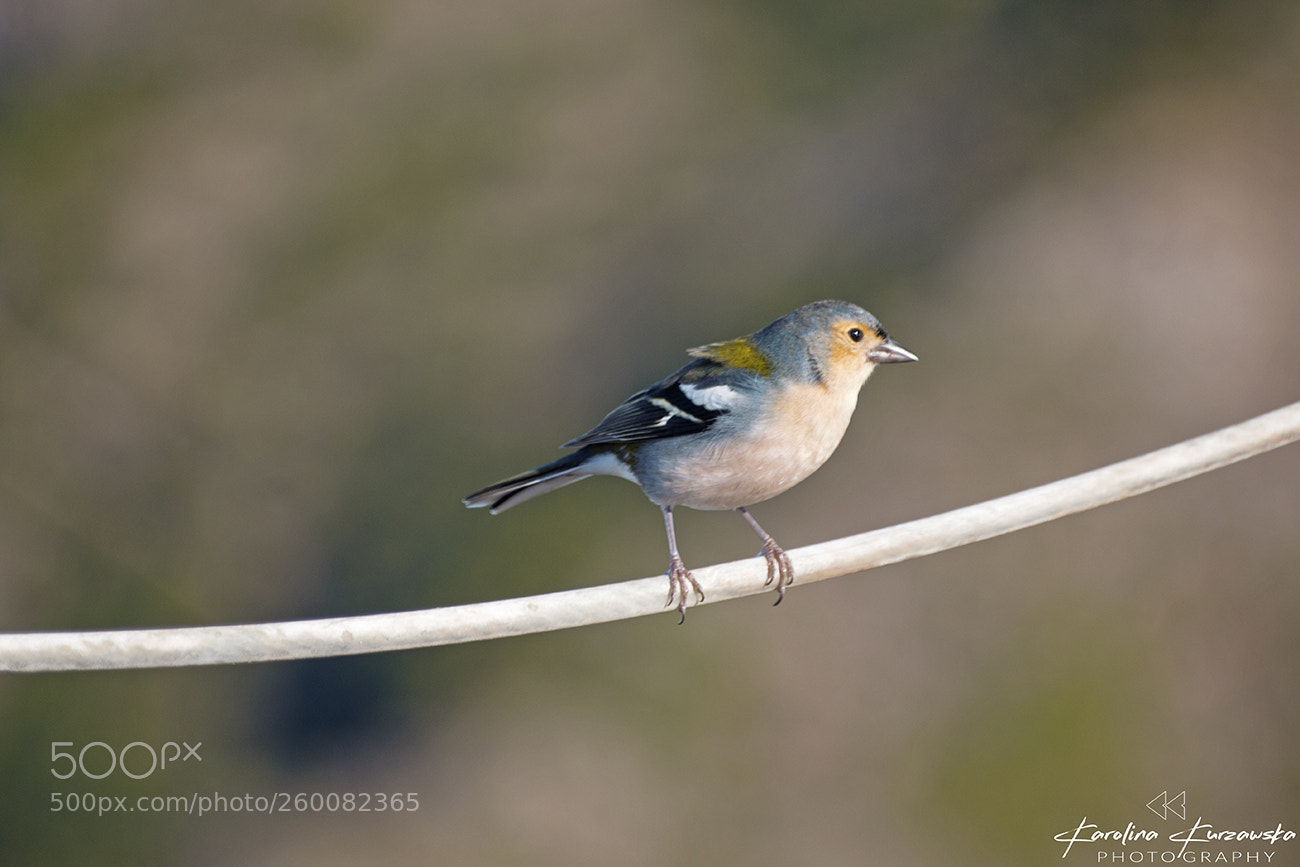 Canon EOS 70D sample photo. Bird photography