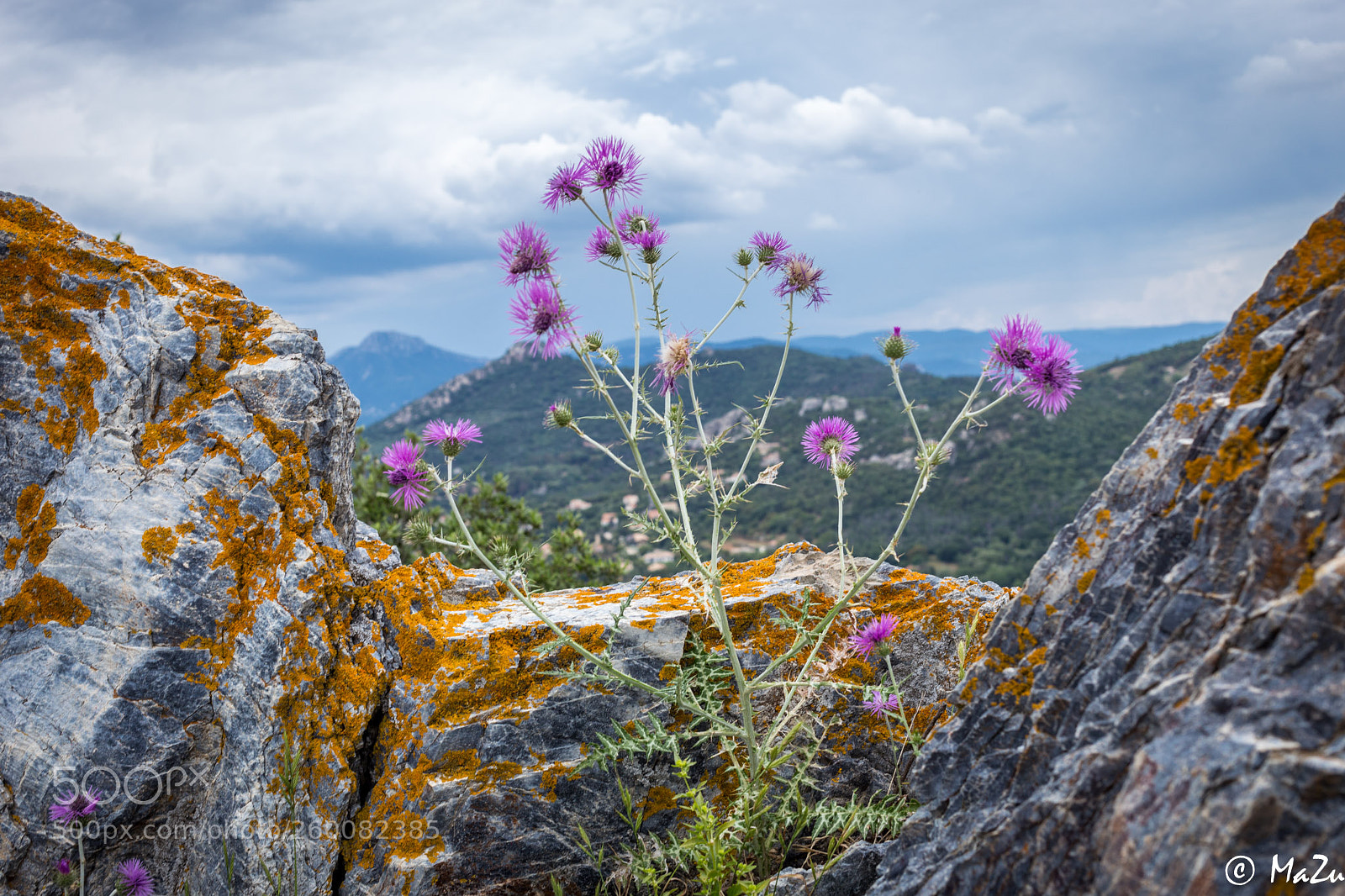 Canon EOS 6D sample photo. Thistle panorama photography