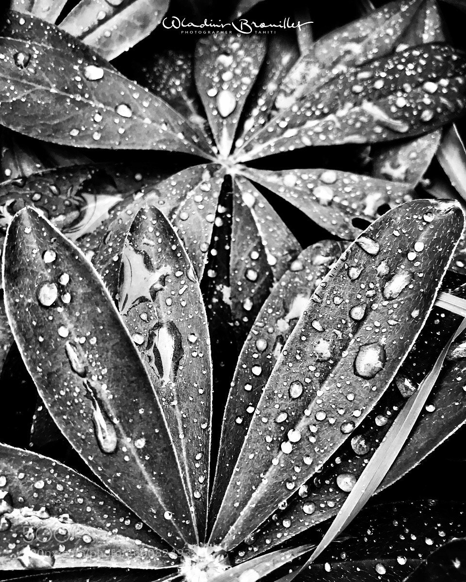 Apple iPhone 7 Plus sample photo. Wet leaves photography