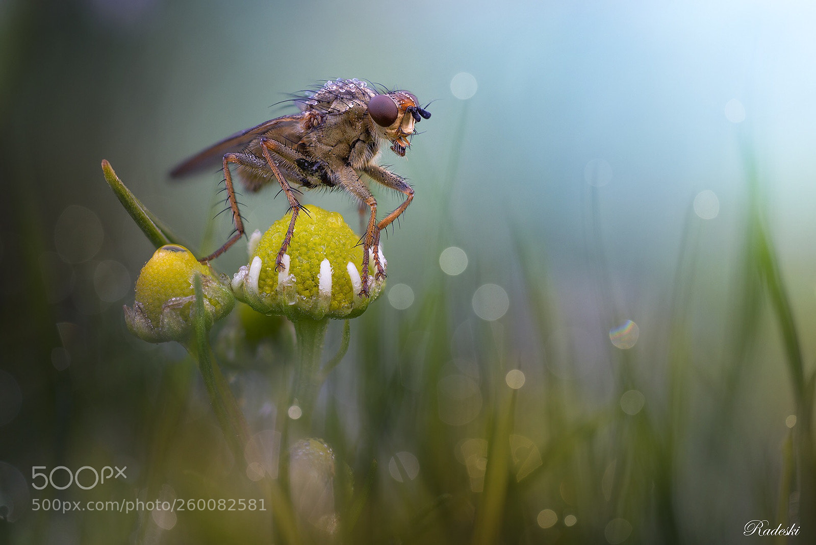 Nikon D800E sample photo. Insects among the flowers photography