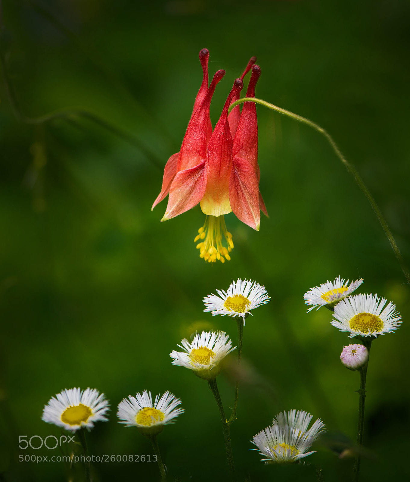 Nikon D850 sample photo. Columbine and fleabane photography