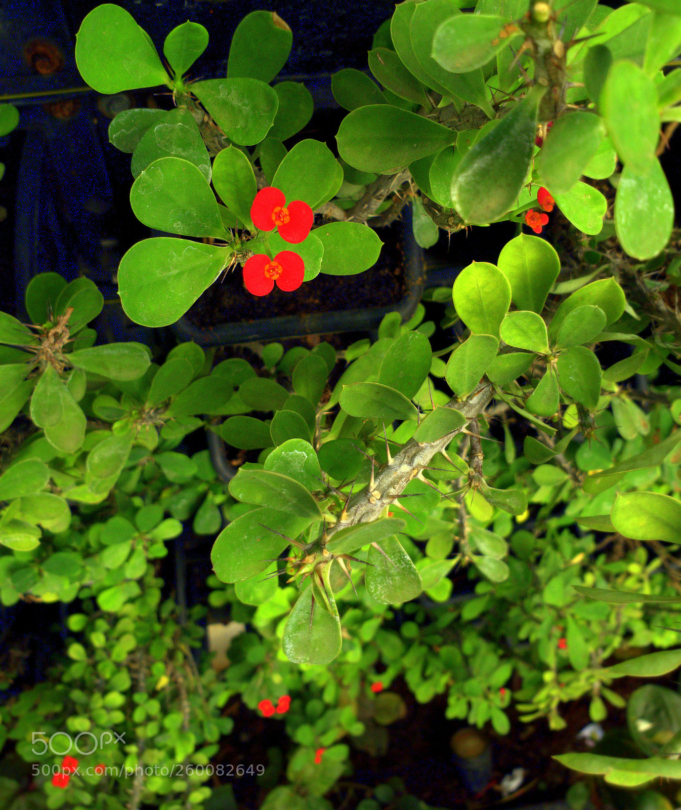 Samsung Galaxy S9+ sample photo. Tiny red flower photography