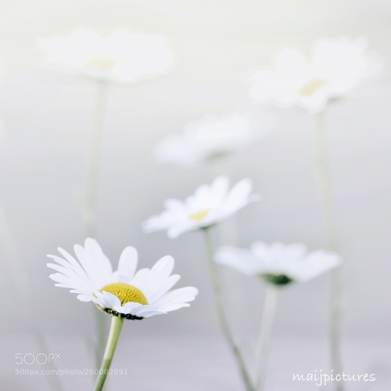 Nikon D750 sample photo. White and yellow photography