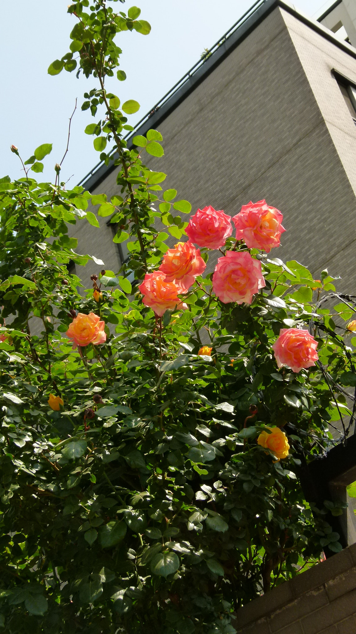 Leica V-Lux 2 sample photo