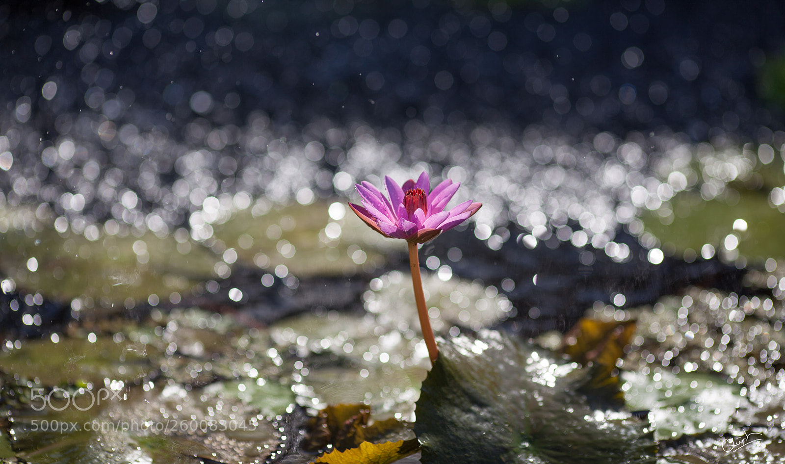 Canon EOS 5D Mark II sample photo. Lily lotus photography