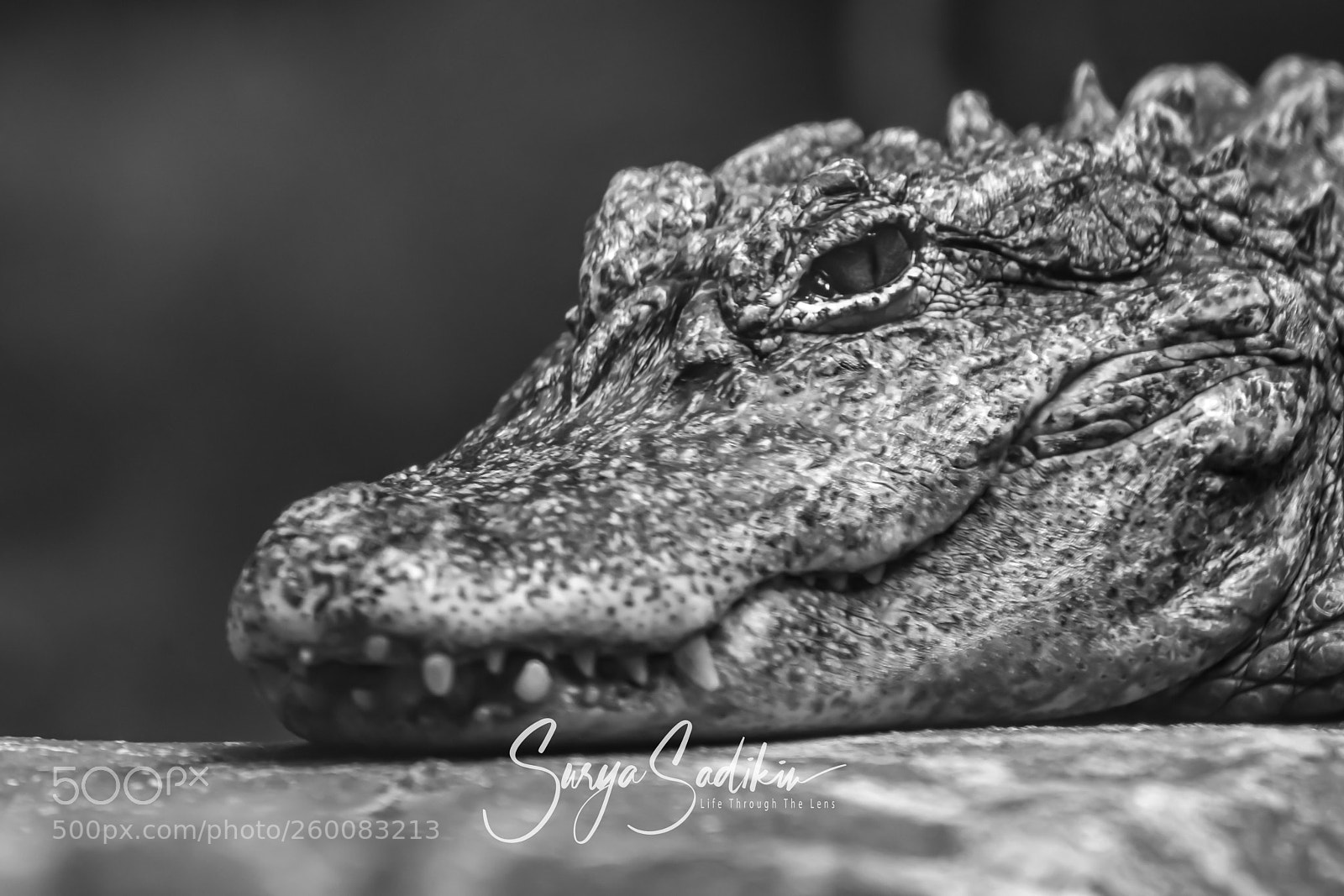 Nikon D850 sample photo. Lacoste photography