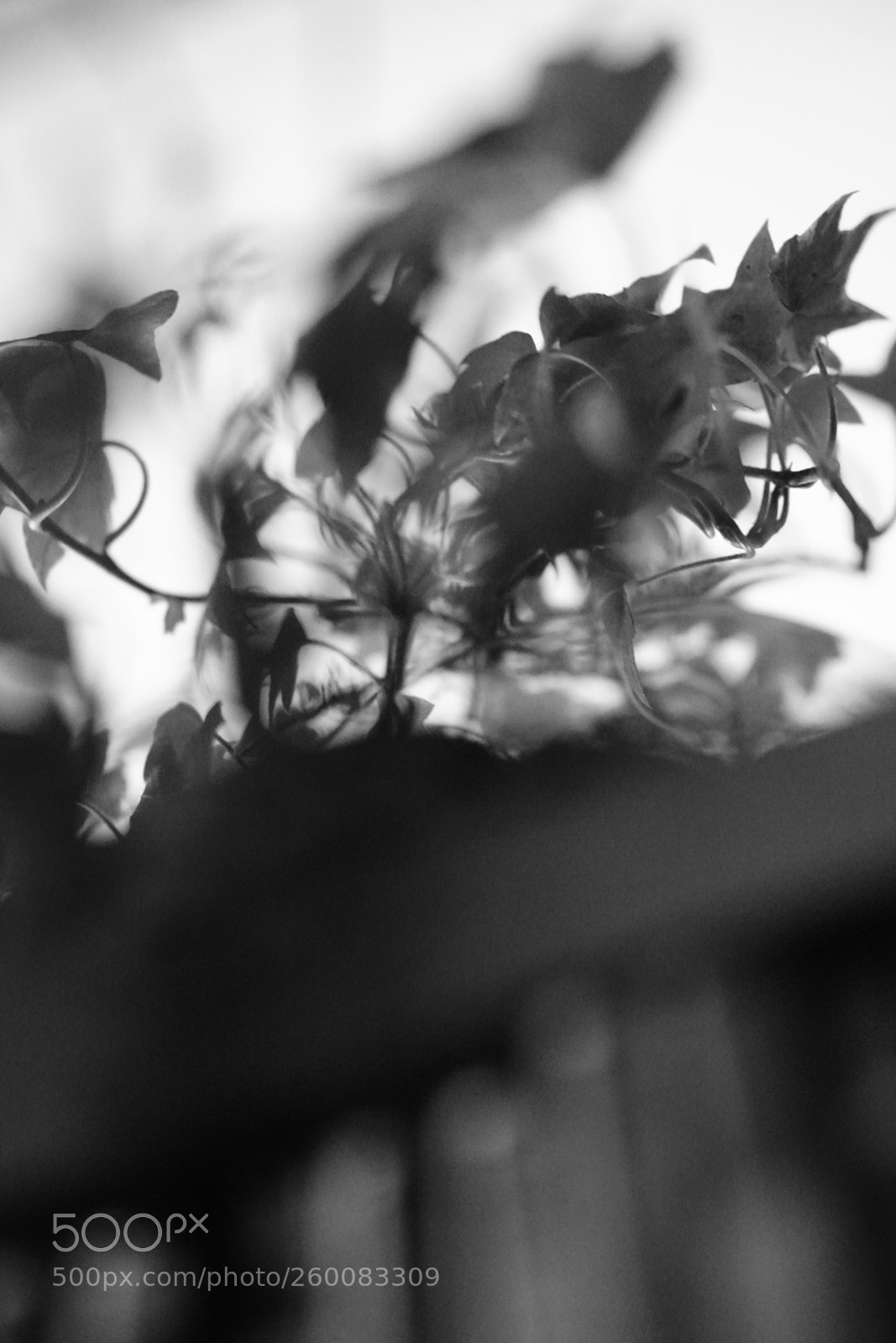 Sony a6500 sample photo. Ivy in morning light  photography