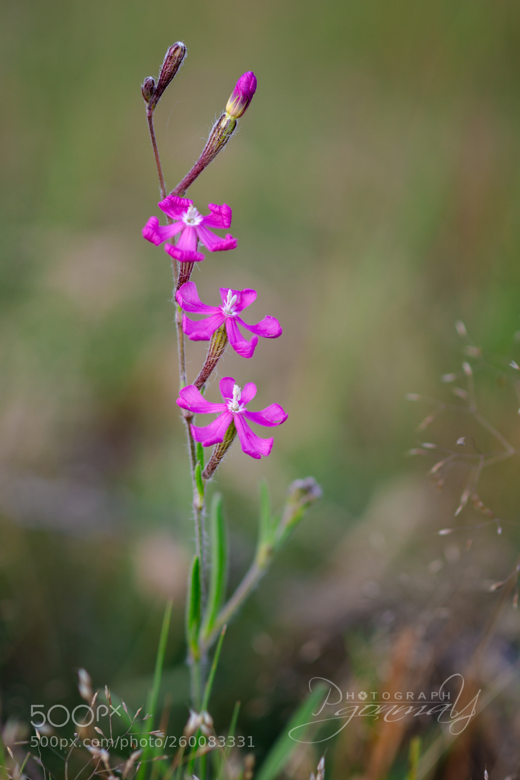 Nikon D7000 sample photo. Silene scabriflora photography