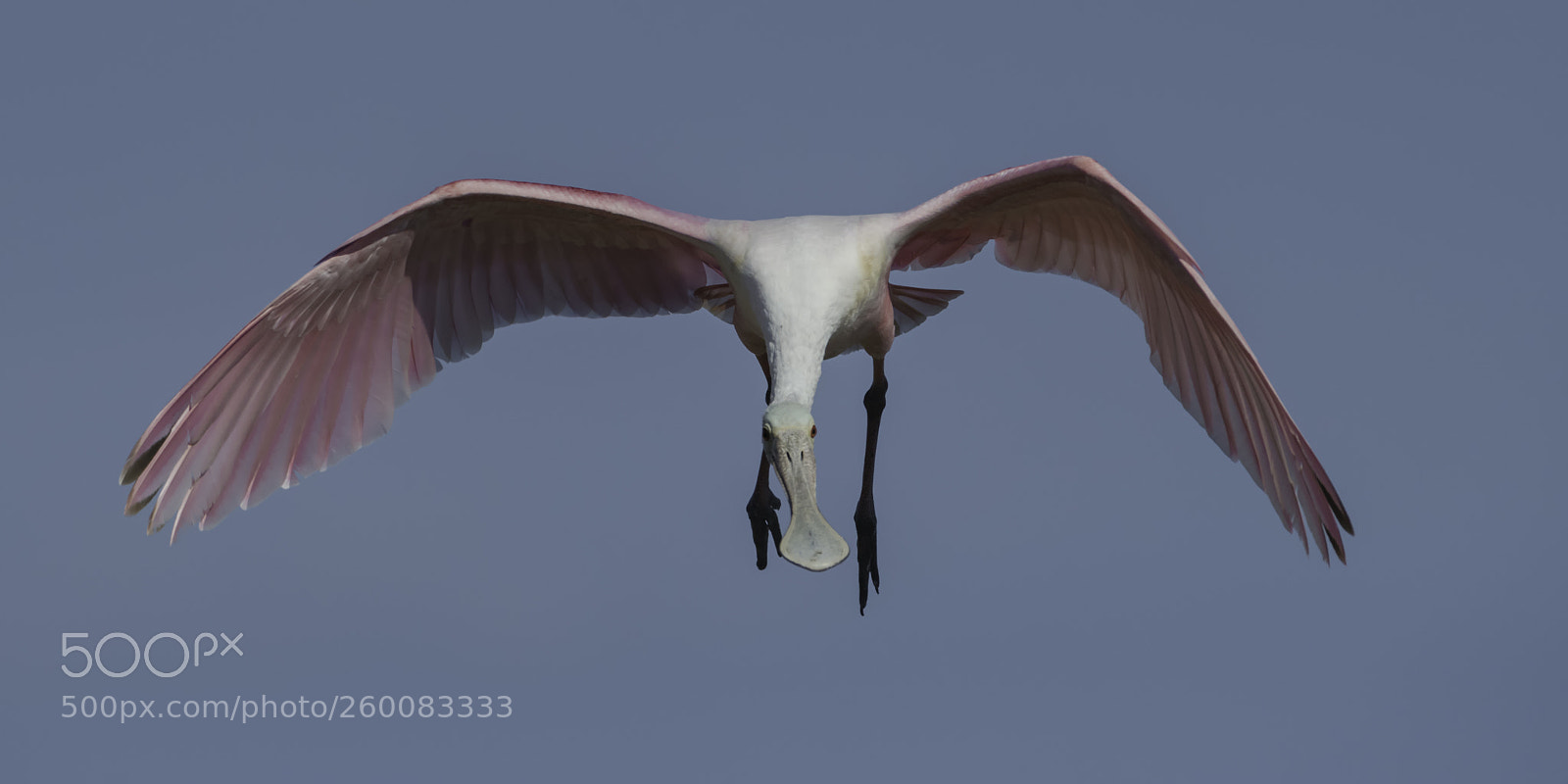Nikon D850 sample photo. Spoonbill looking in... photography
