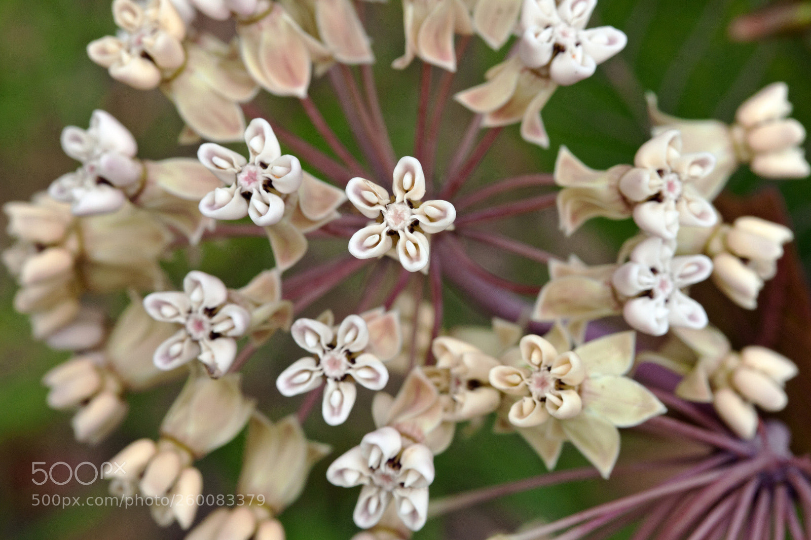 Canon EOS 500D (EOS Rebel T1i / EOS Kiss X3) sample photo. Wildflower photography
