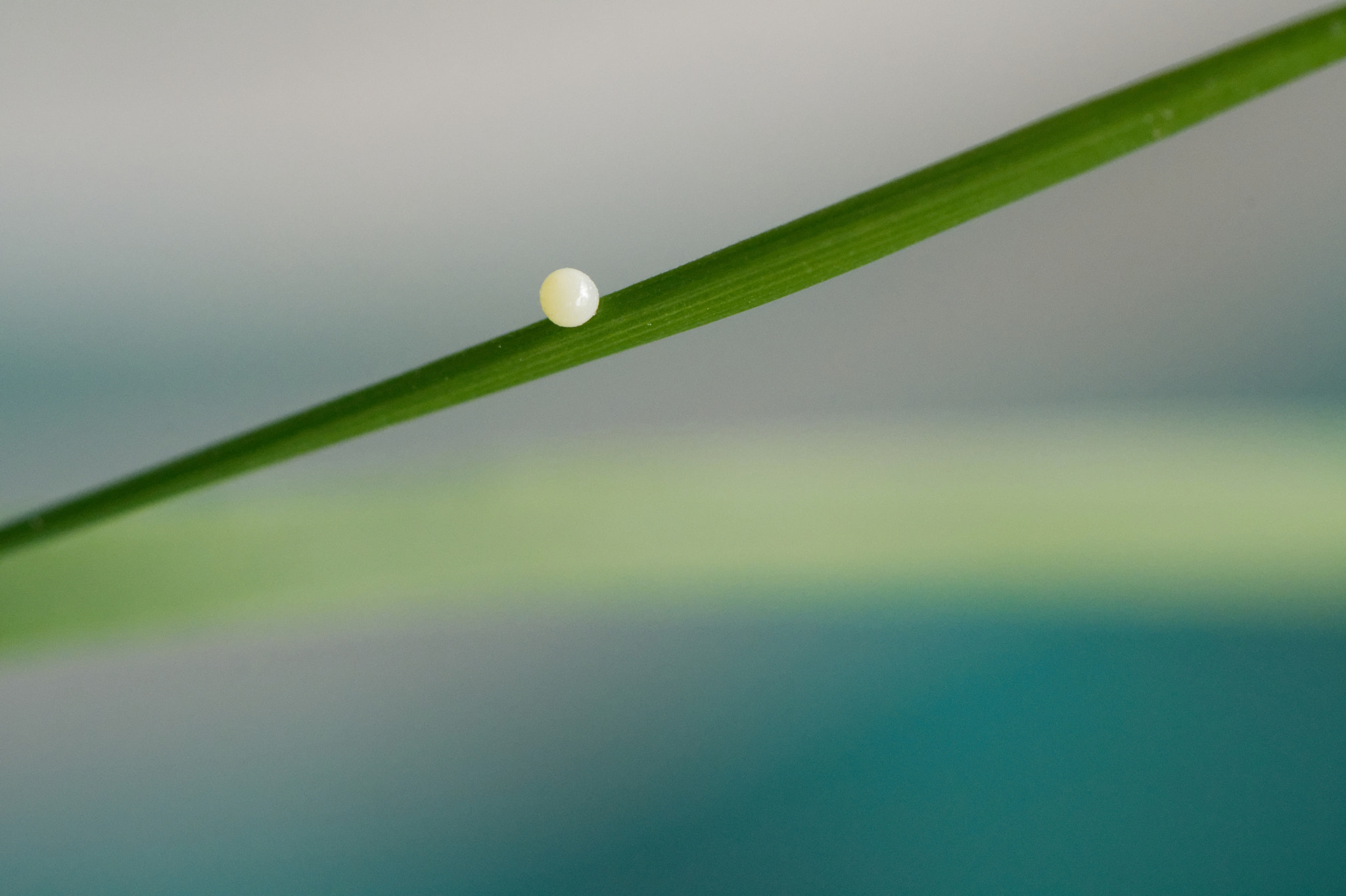 Nikon AF-S Micro-Nikkor 105mm F2.8G IF-ED VR sample photo. Oeuf de papillon photography
