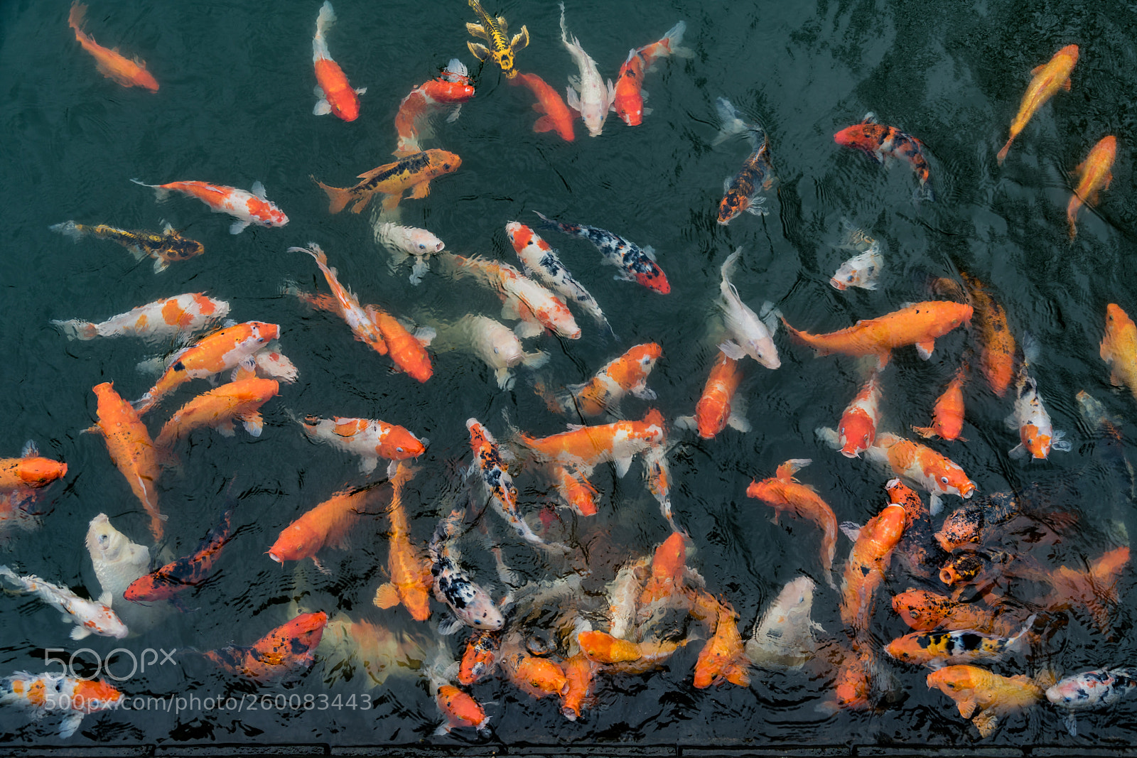 Sony a7 II sample photo. Koi of the imperial photography