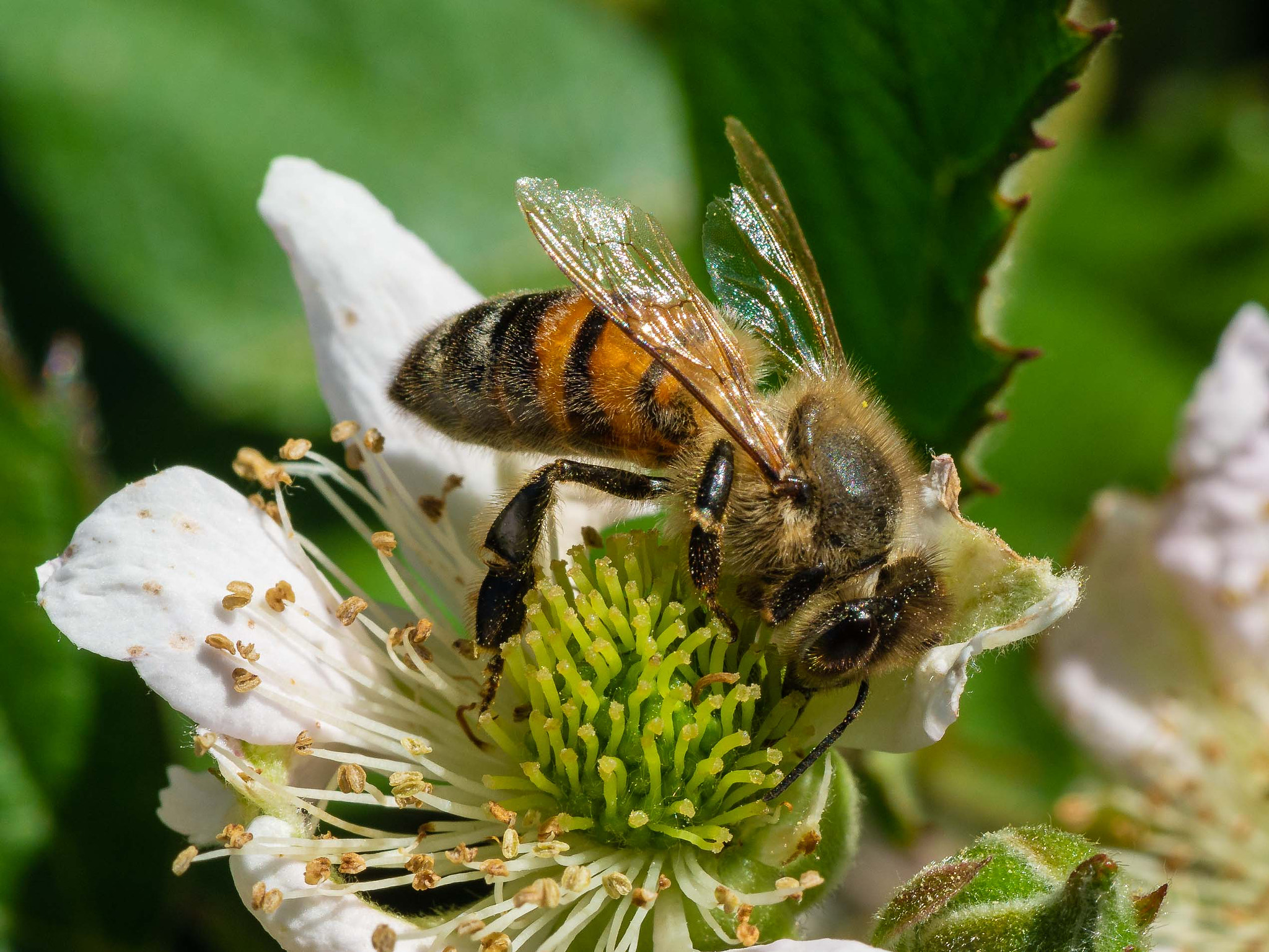 Panasonic DMC-G81 sample photo. Biene im garten / bee at garden photography