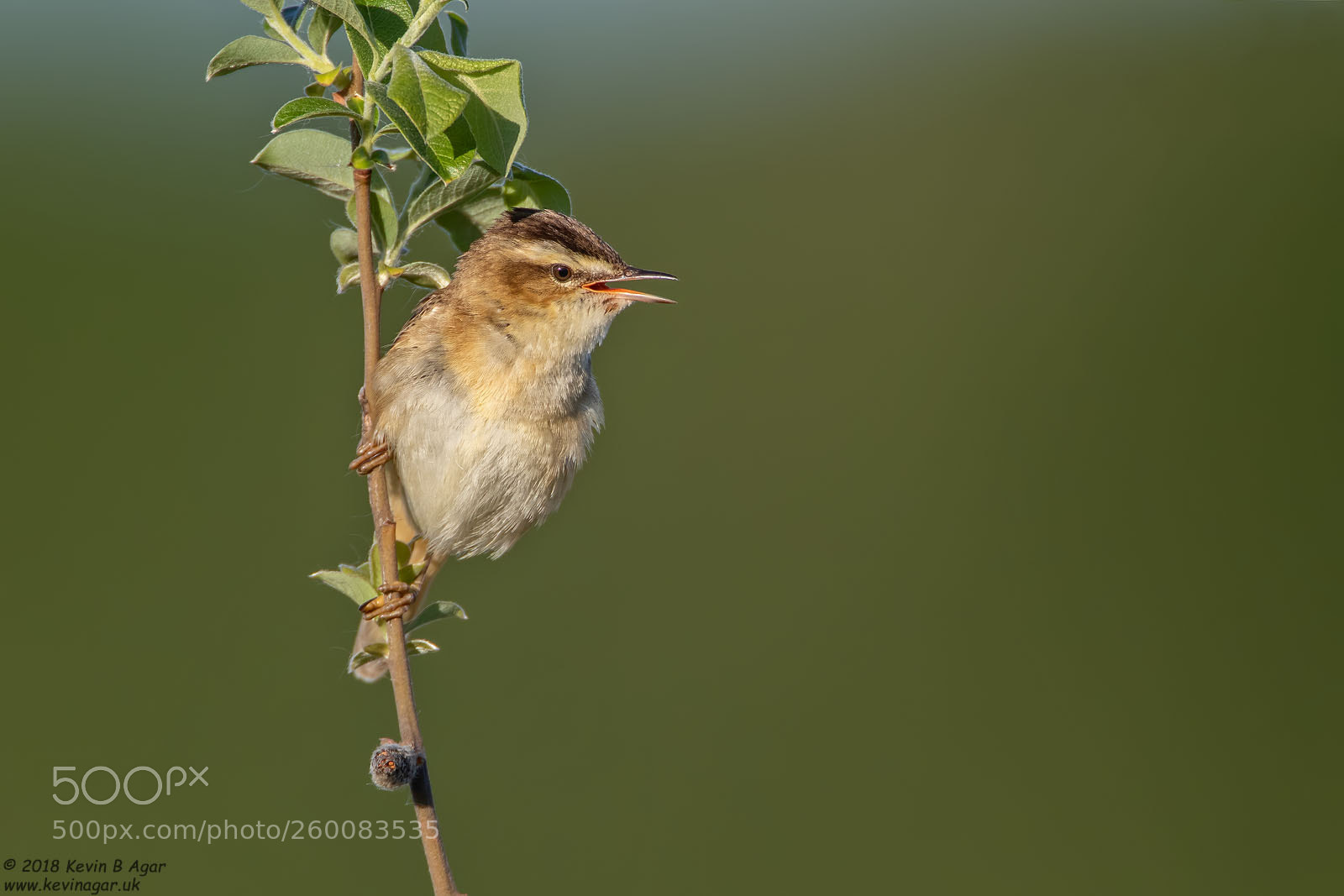Canon EOS 7D Mark II sample photo. Sedge warbler, acrocephalus schoenobaenus photography