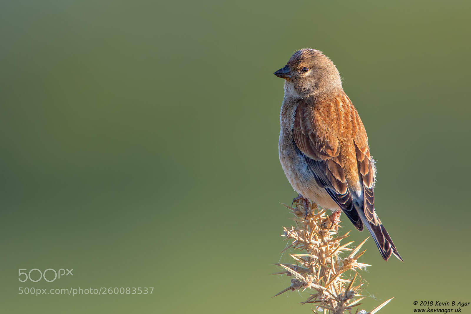 Canon EOS 7D Mark II sample photo. Linnet, carduelis cannabina photography