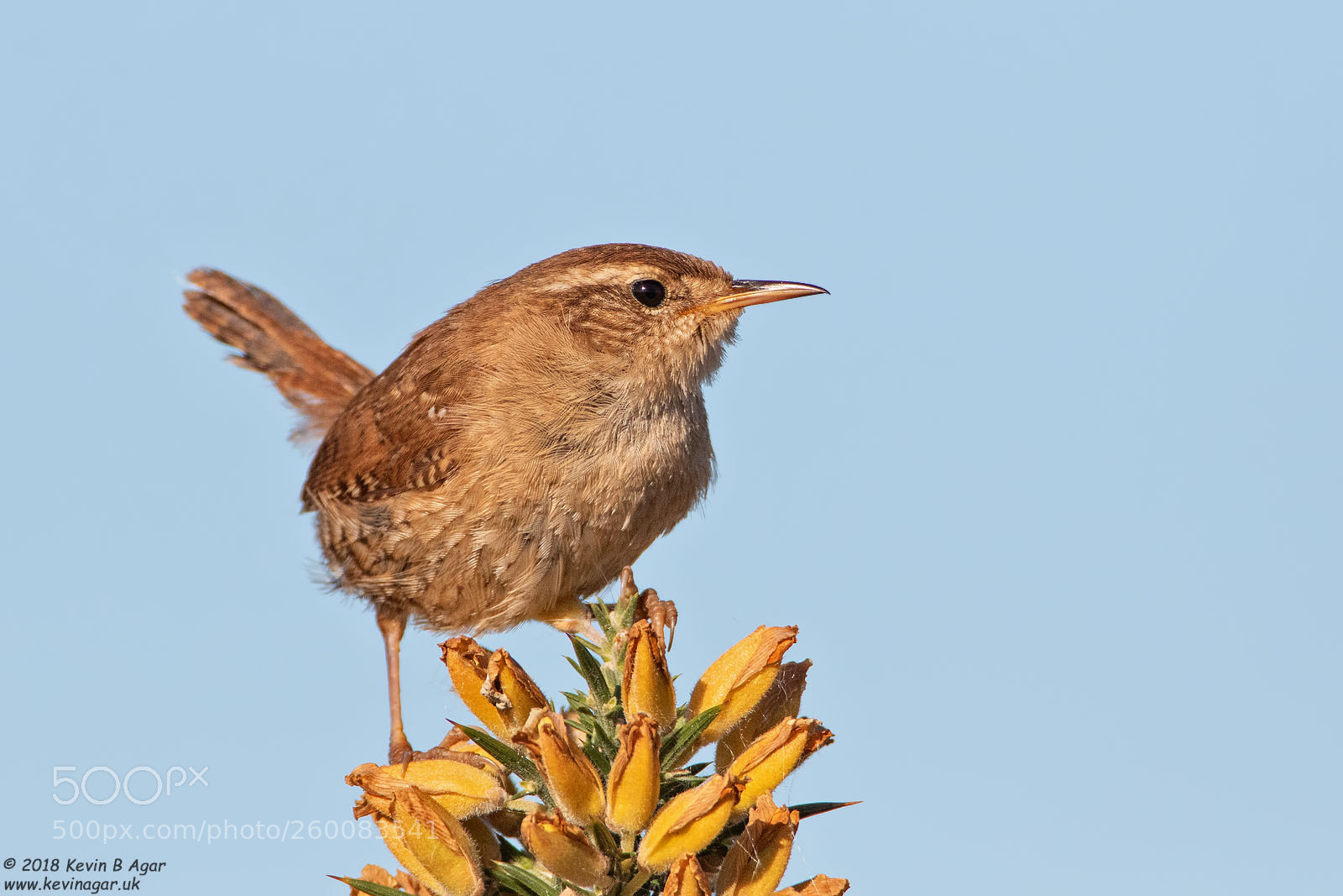 Canon EOS 7D Mark II sample photo. Wren, troglodytes troglodytes photography