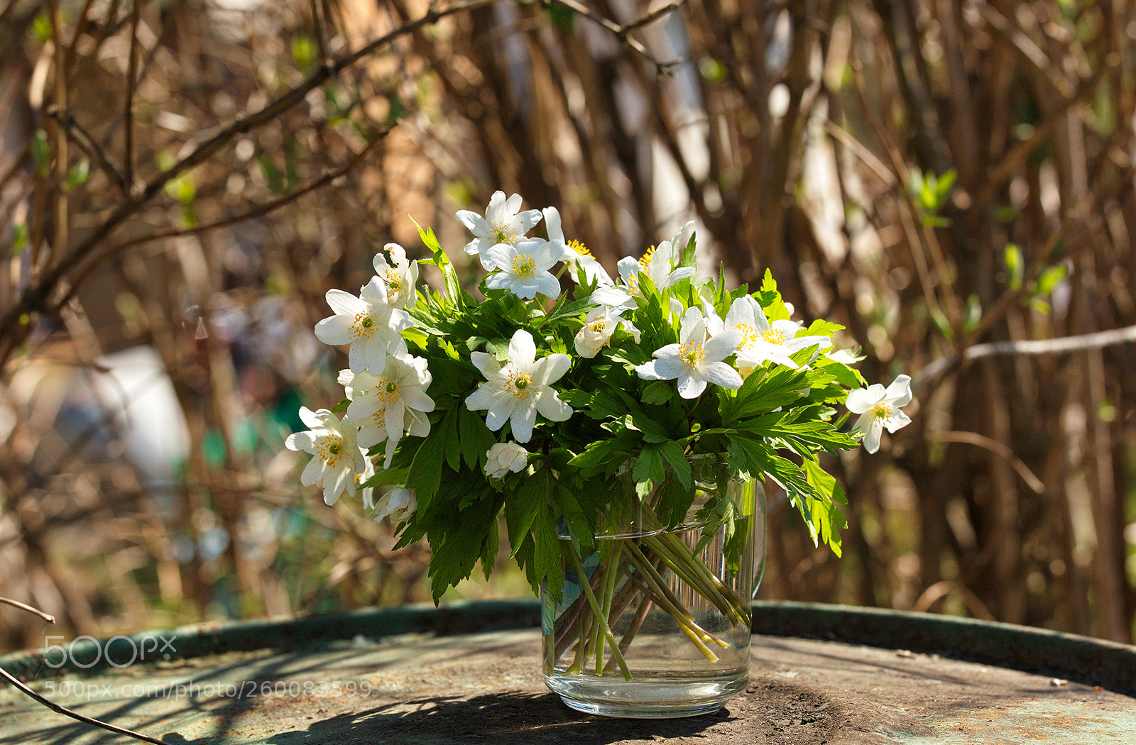 Canon EOS 5D Mark II sample photo. Букет ветрениц photography