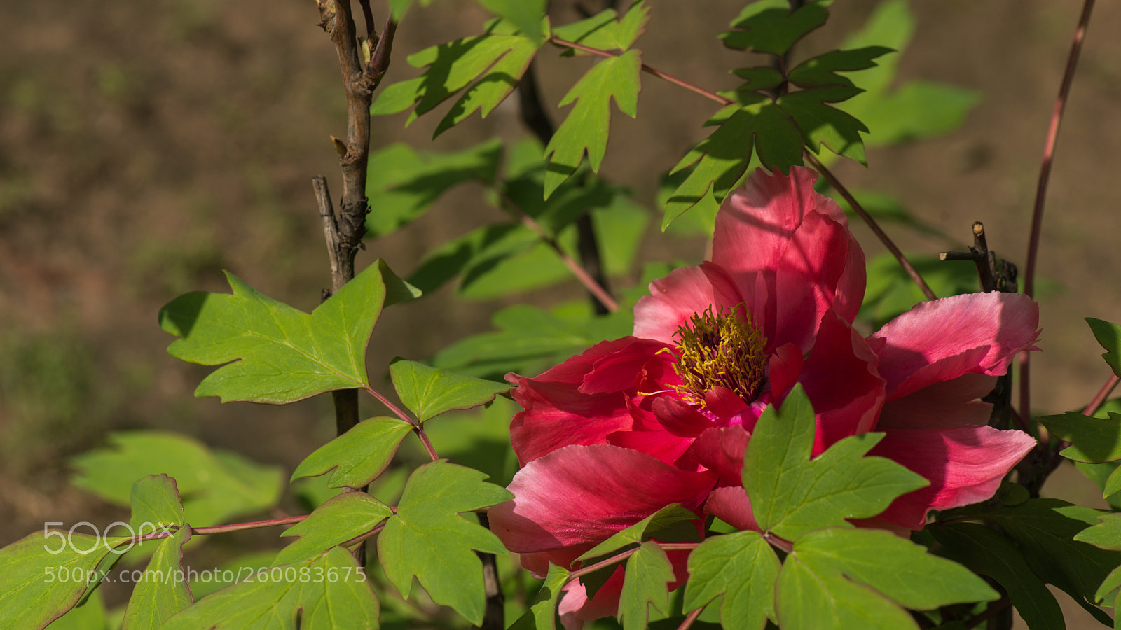 Nikon D800E sample photo. Subshrubby peony flower photography