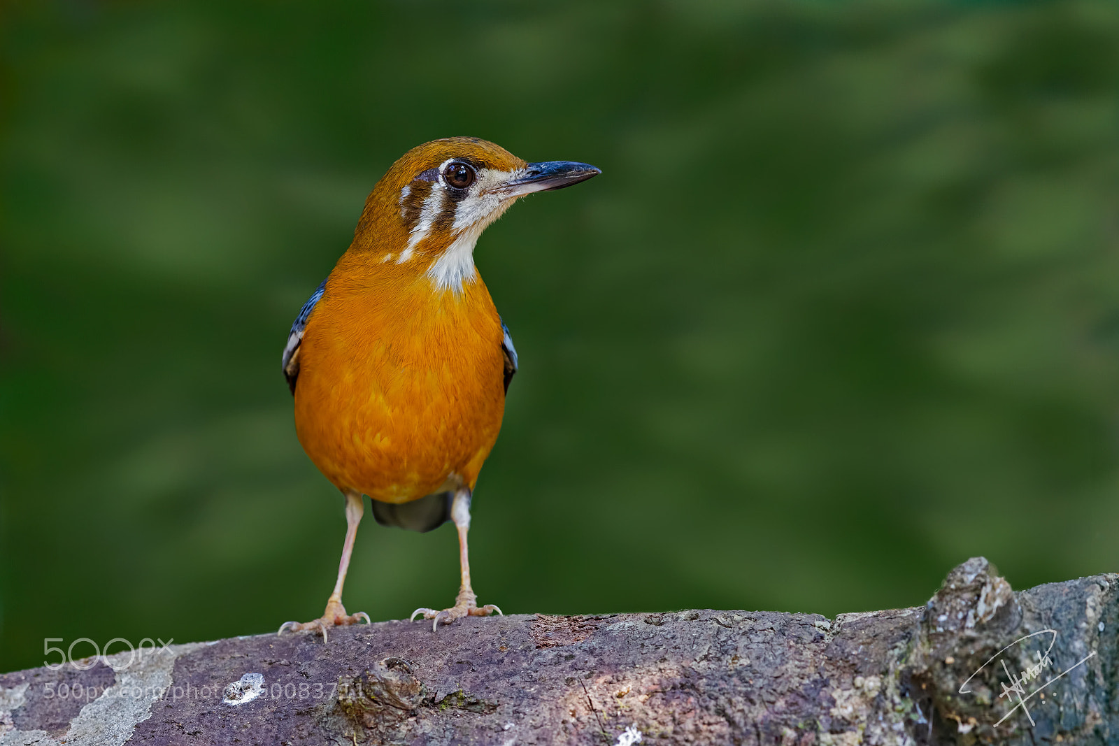 Canon EOS 5D Mark IV sample photo. Thrush photography
