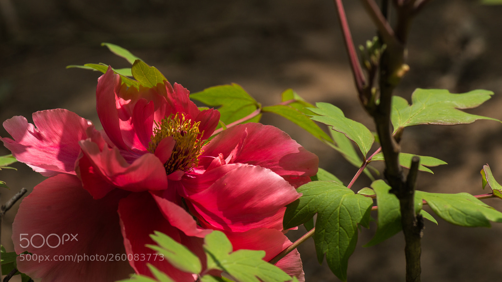 Nikon D800E sample photo. Subshrubby peony flower photography