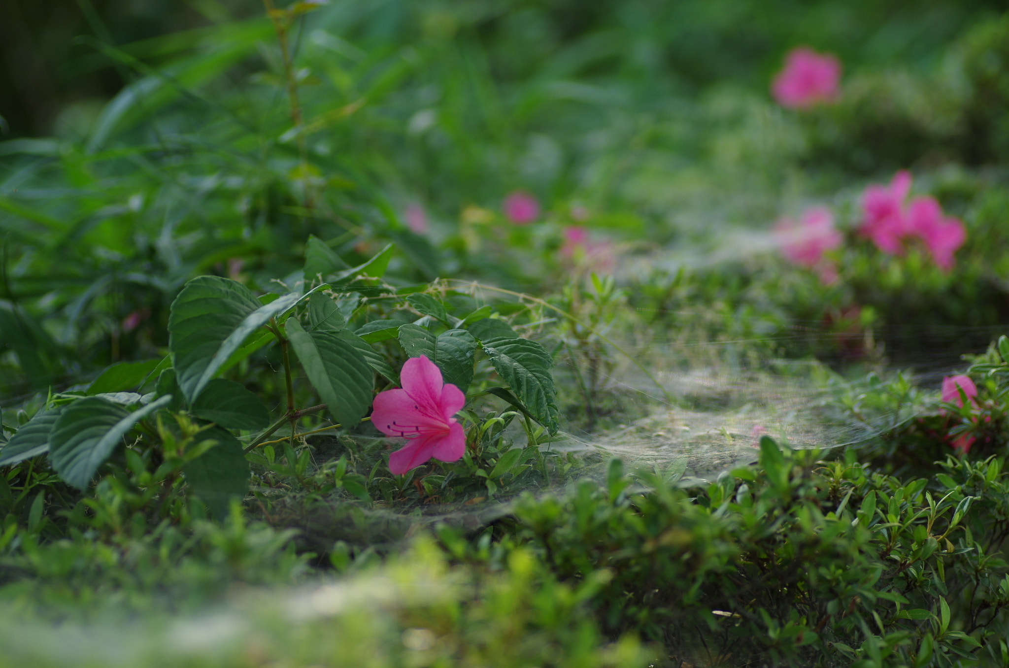 Pentax K-30 + Tamron SP AF 90mm F2.8 Di Macro sample photo. Like a sea of cloud photography