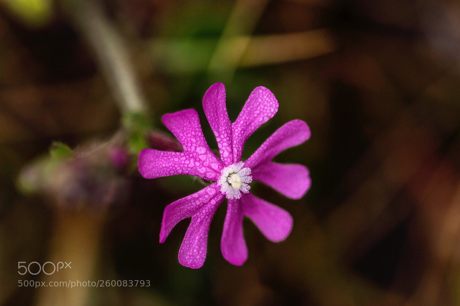 Canon EOS 6D sample photo. Alone  photography