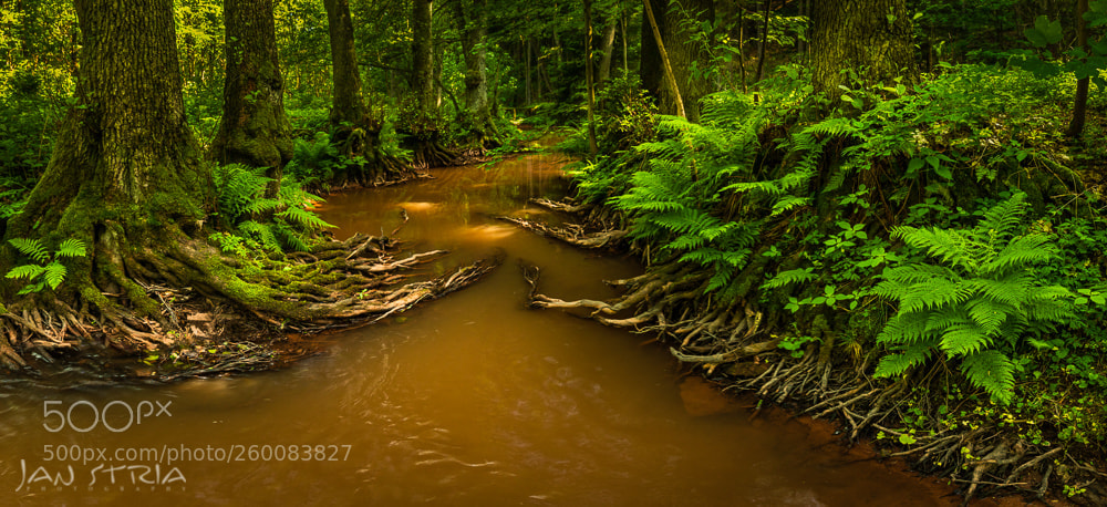 Canon EOS 80D sample photo. Thirsty trees photography