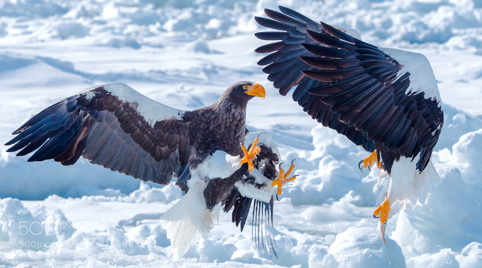 Nikon D810 sample photo. Haliaeetus pelagicus photography