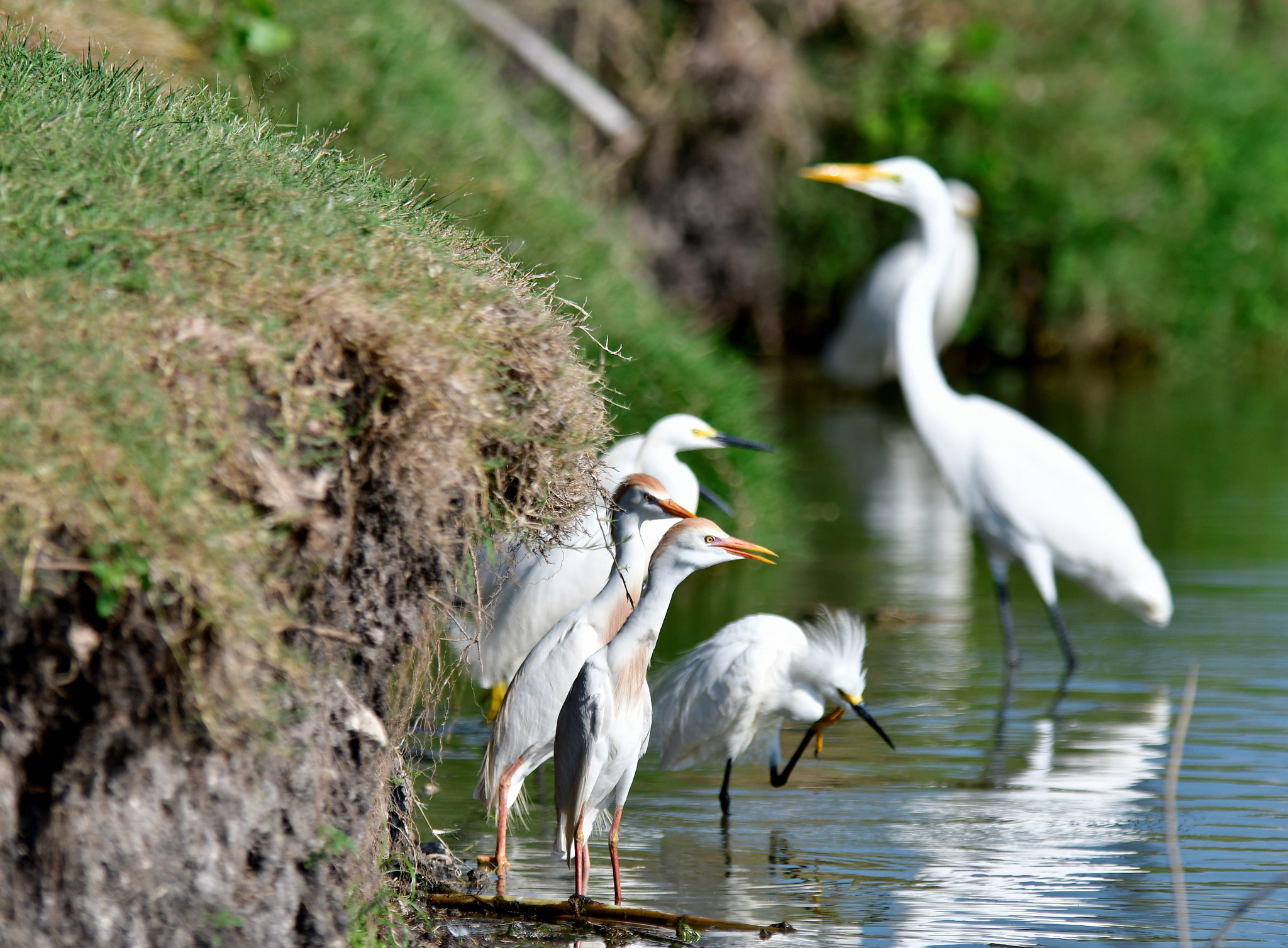 Nikon D500 sample photo. Three variations of egrets photography