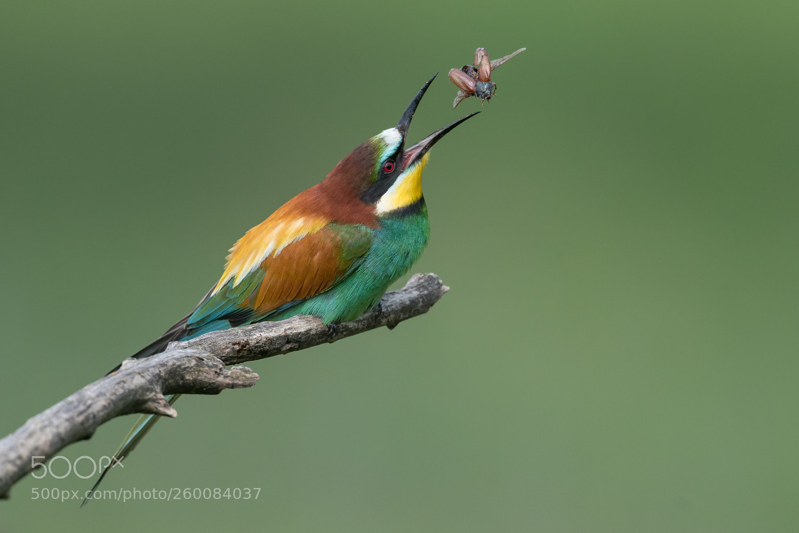 Nikon D850 sample photo. Bee-eater / bienenfresser photography