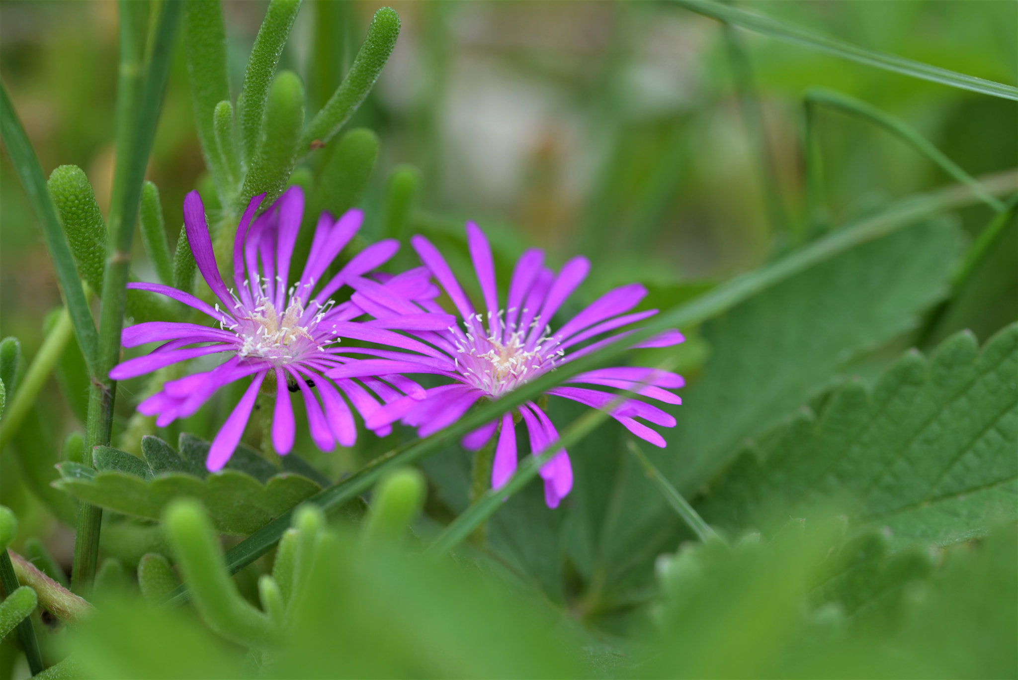 Nikon D610 + Sigma 105mm F2.8 EX DG OS HSM sample photo