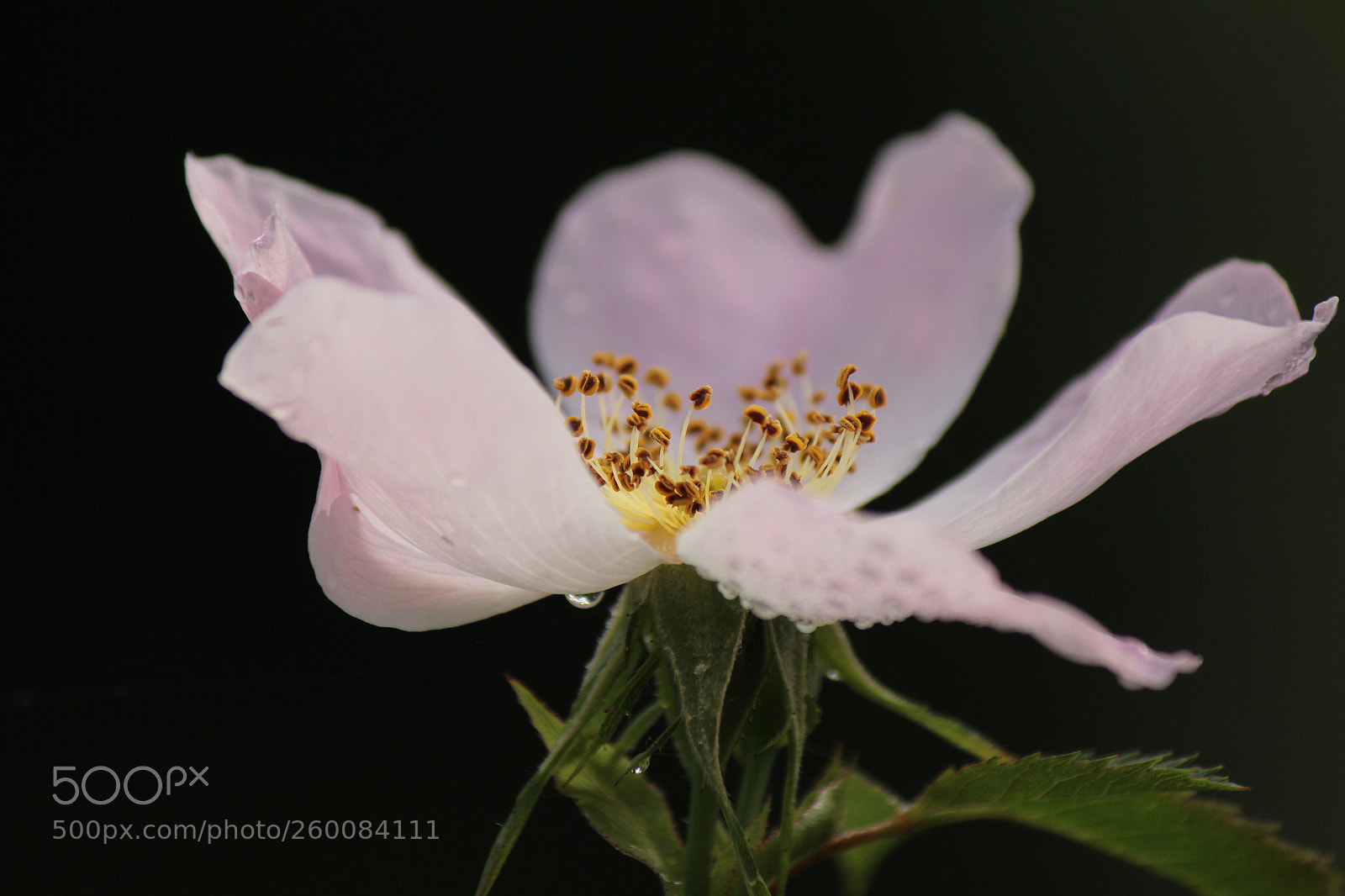 Canon EOS 600D (Rebel EOS T3i / EOS Kiss X5) sample photo. Duinbloem

 photography