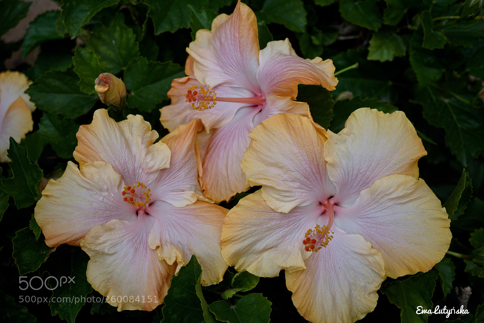 Sony a6000 sample photo. Hibiscus sisters  photography
