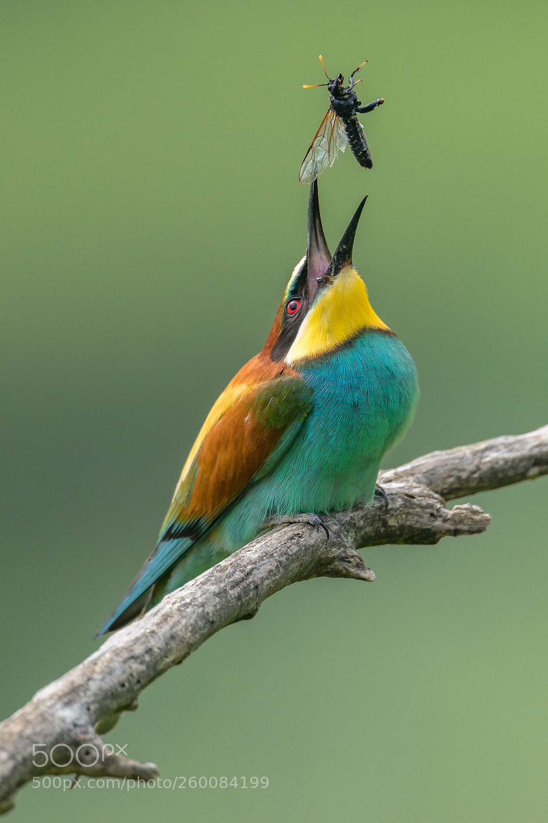 Nikon D850 sample photo. Bee-eater / bienenfresser photography