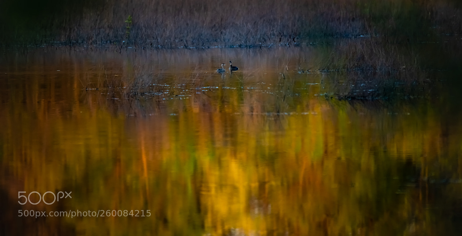 Nikon D850 sample photo. The pond photography