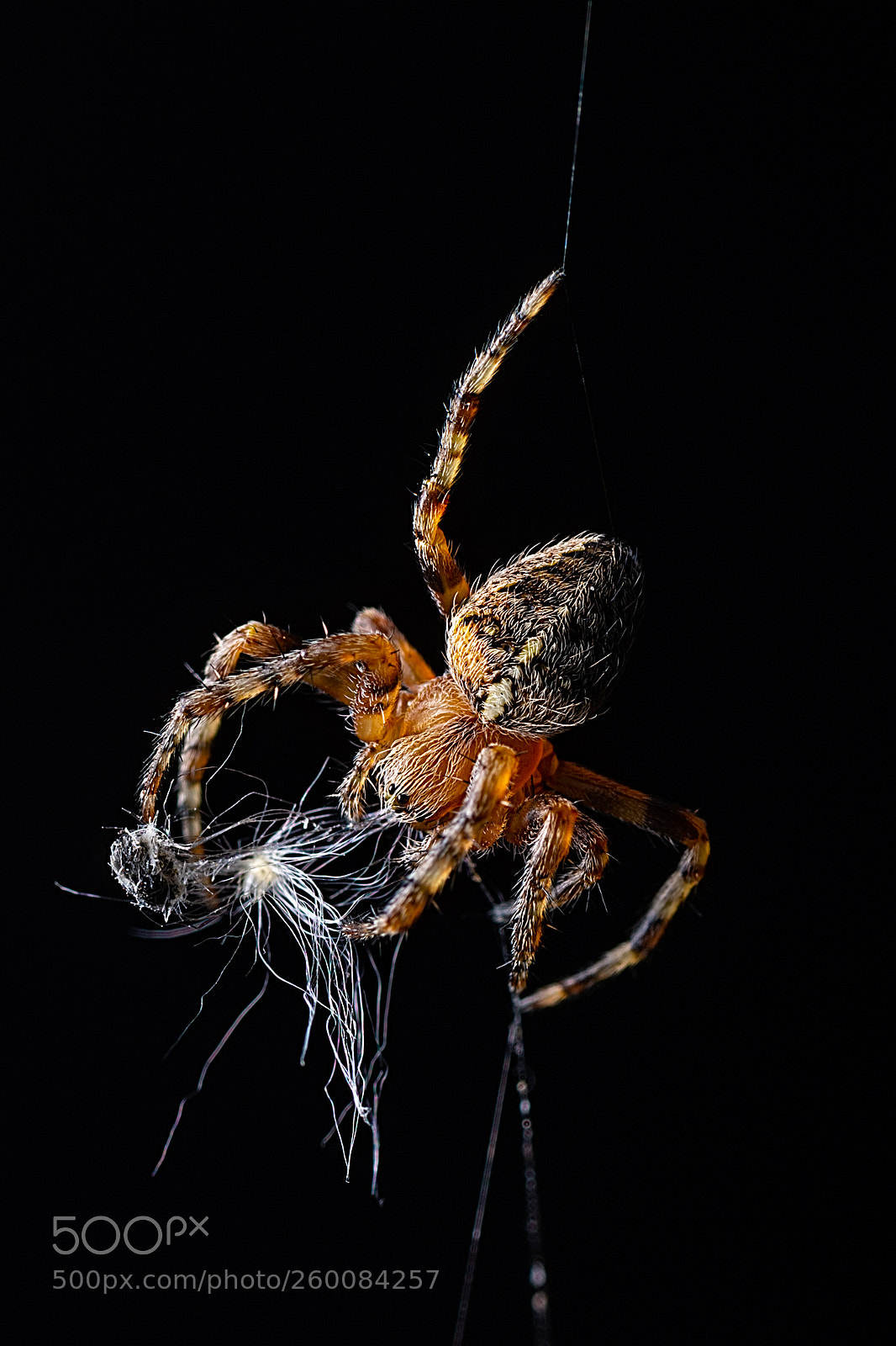 Nikon D7100 sample photo. Spider eating photography