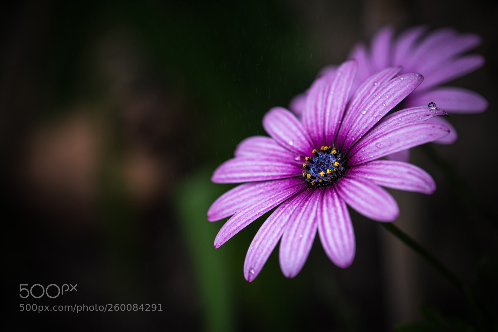 Nikon D800 sample photo. Rain daisy photography