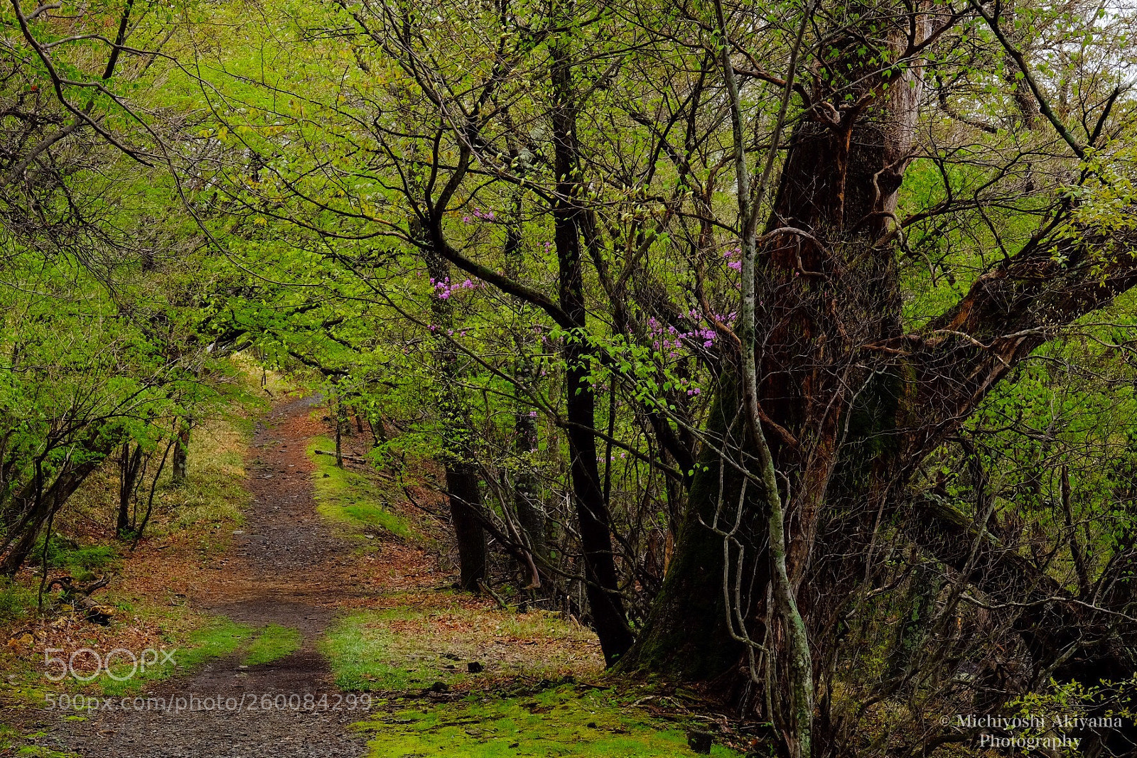 Fujifilm X-T1 sample photo. Lake shore trail. photography