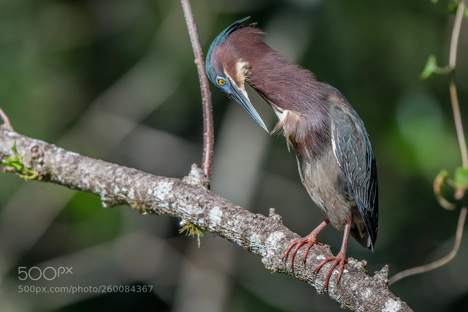 Nikon D500 sample photo. Plumage care... photography