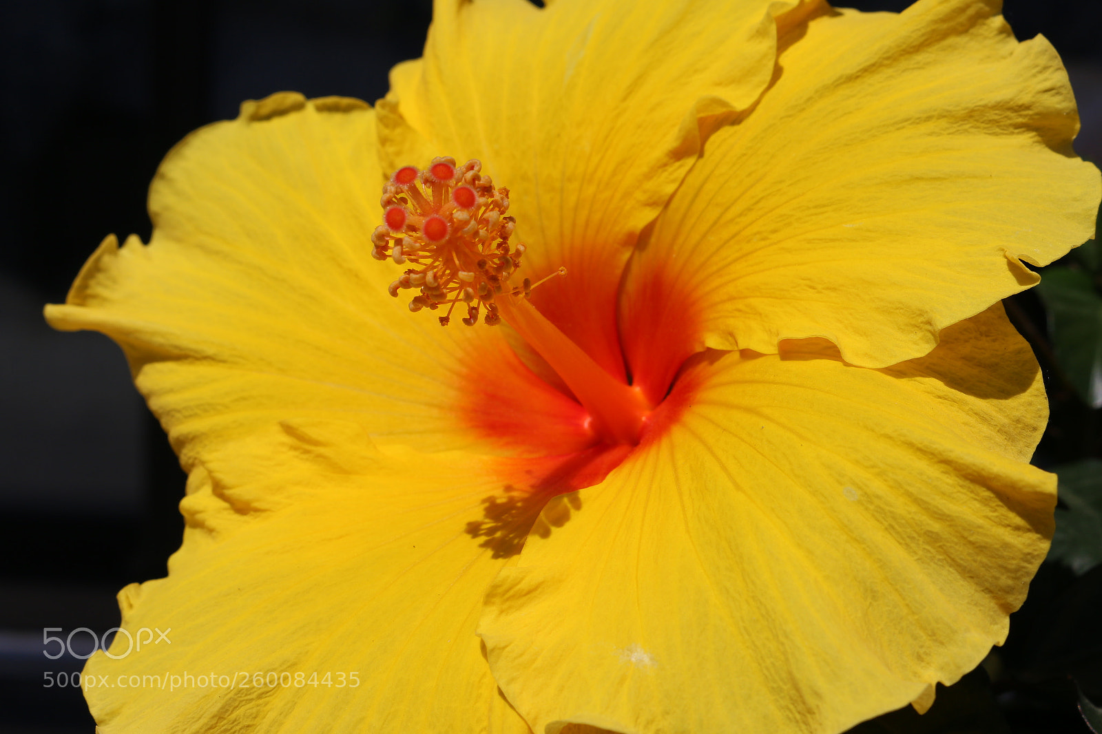 Canon EOS 70D sample photo. Untitled photography