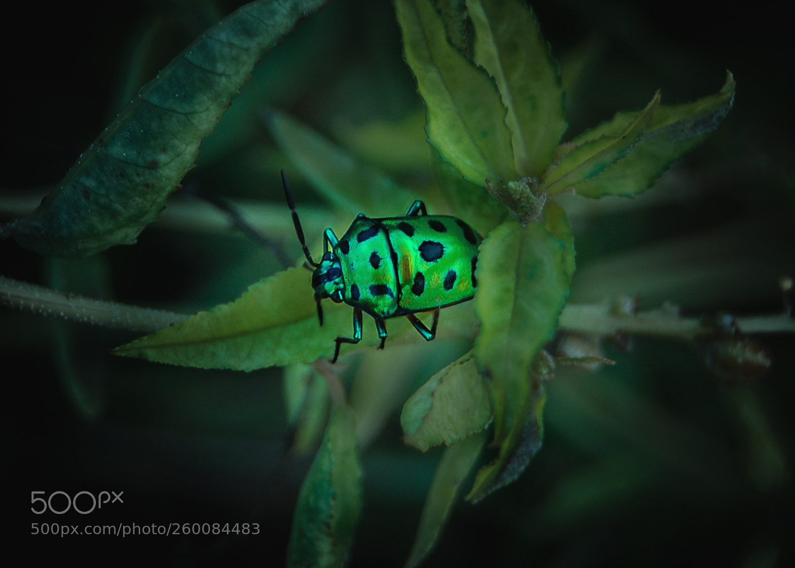 Nikon D40 sample photo. Bug photography