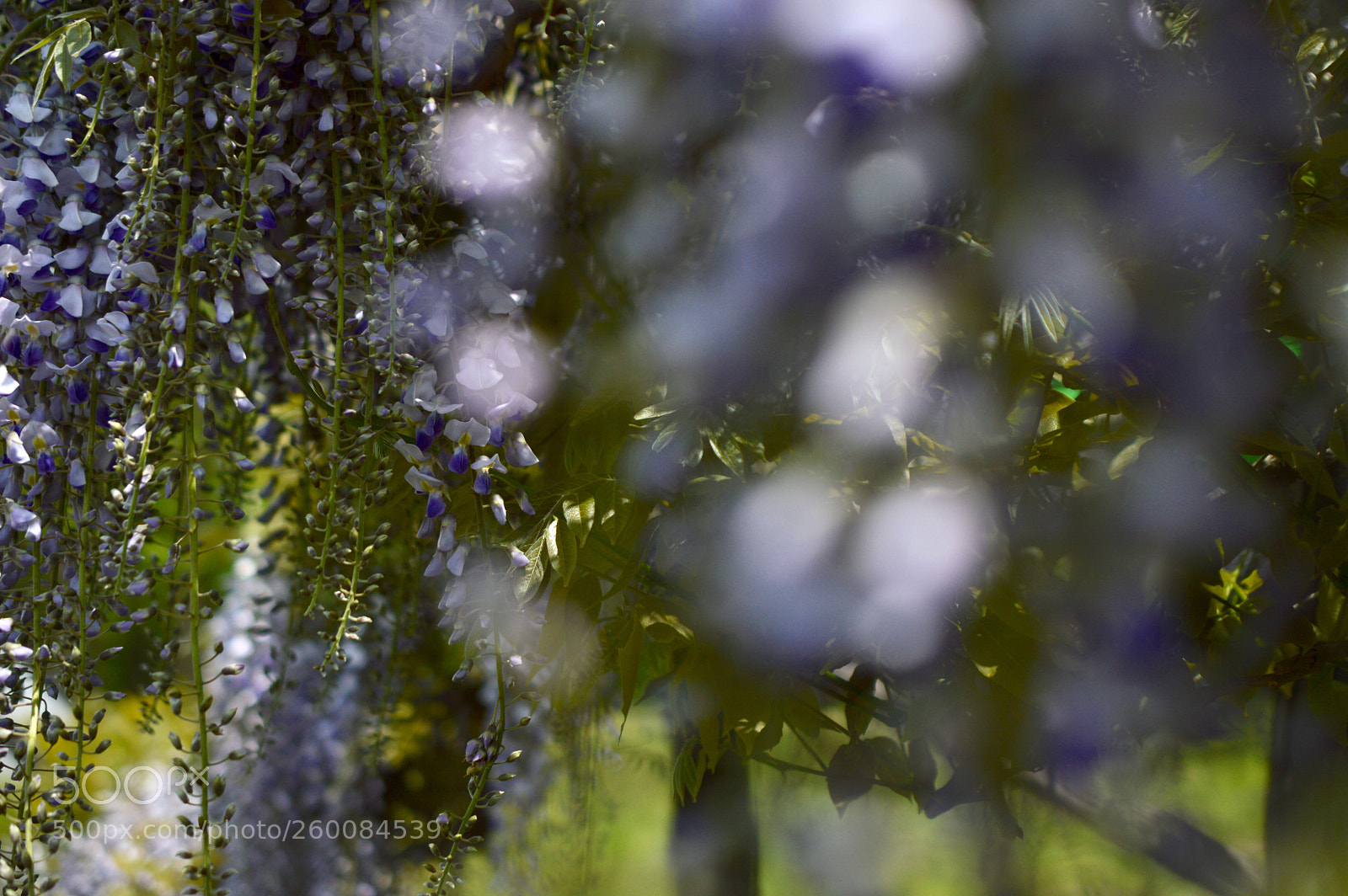 Nikon D3200 sample photo. Light and wisteria photography