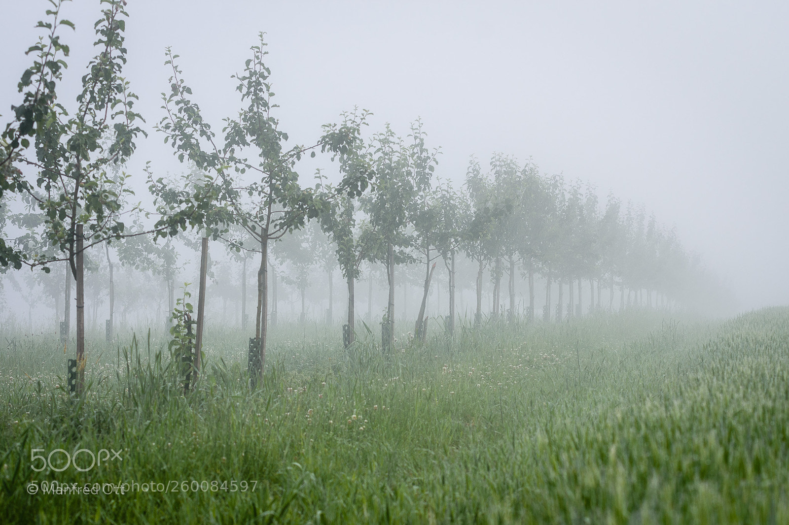 Nikon D7200 sample photo. Morgennebel photography
