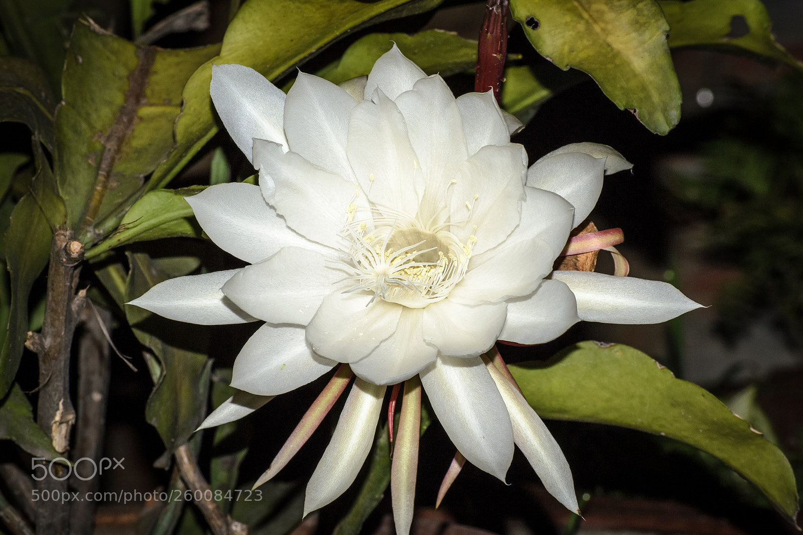 Nikon D3100 sample photo. Night blooming cereus epiphyllum photography