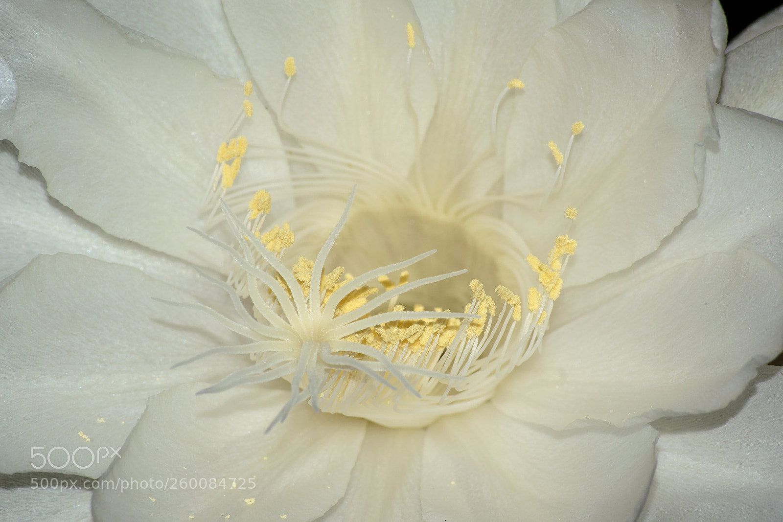 Nikon D3100 sample photo. Night blooming cereus epiphyllum photography