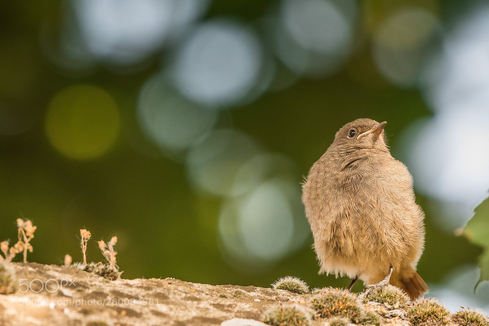 Nikon D7100 sample photo. Young redstart photography