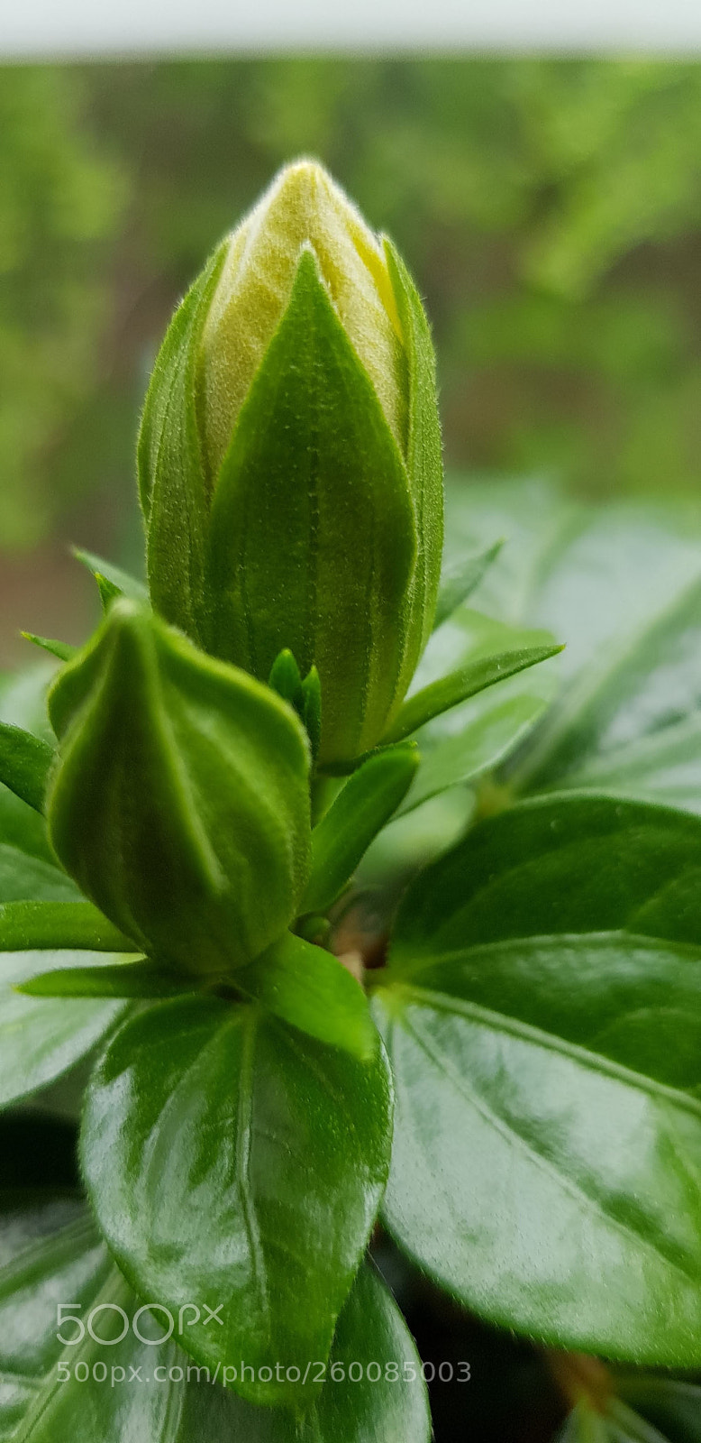 Samsung Galaxy S8 sample photo. Waiting for a flower photography